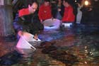 060321sea_life038