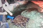 060321sea_life047