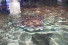 060321sea_life049