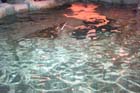 060321sea_life050