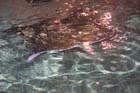 060321sea_life051