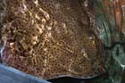 060321sea_life052