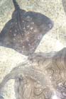 060321sea_life054