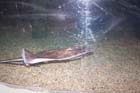 060321sea_life059