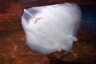 060321sea_life062