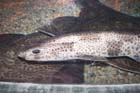060321sea_life064