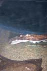 060321sea_life065