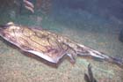 060321sea_life067