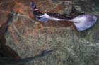 060321sea_life073