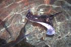 060321sea_life074