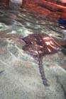 060321sea_life075