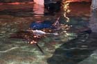 060321sea_life076