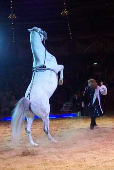 14c_krone_mlm1_h97pferd