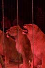 060301circus_krone058