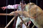 060301circus_krone061