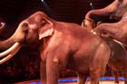 060301circus_krone084
