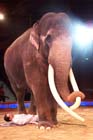 060301circus_krone092
