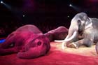 060301circus_krone094
