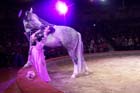 060301circus_krone099