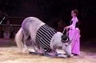 060301circus_krone100