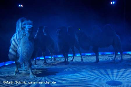 051225circus_krone015
