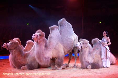 051225circus_krone020
