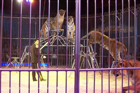 051225circus_krone082