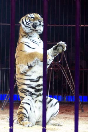 051225circus_krone092