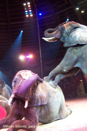 051225circus_krone115