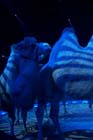 051225circus_krone016