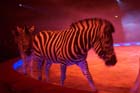 051225circus_krone017