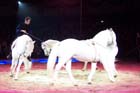 051225circus_krone029