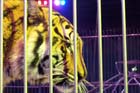 051225circus_krone081