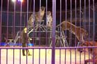 051225circus_krone082