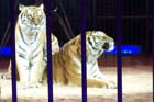 051225circus_krone087