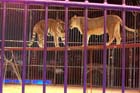 051225circus_krone095