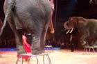 051225circus_krone104