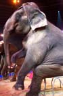 051225circus_krone108