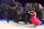051225circus_krone110