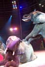051225circus_krone115