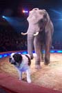 060201krone_elefant10