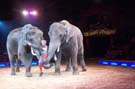 060201krone_elefant13