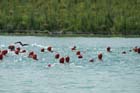 060730_muc_triathlon067