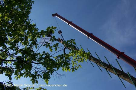 050501maibaum_allach25