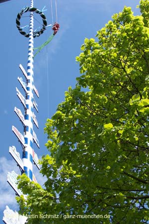 050501maibaum_thalkirchen83