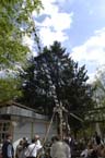 060501brunnwart_maibaum21