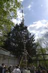 060501brunnwart_maibaum22
