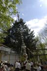 060501brunnwart_maibaum28