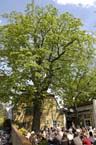 060501brunnwart_maibaum73