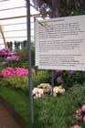 050524buga_koehler044